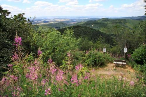 a bench sitting on top of a hill with flowers at City Fewo Stricker in Bad Sachsa