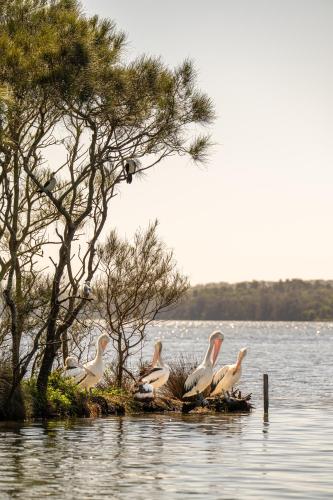 a group of pelicans sitting on a island in the water at Nesuto The Entrance in The Entrance