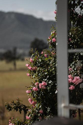 a bush of pink flowers with a field in the background at The Wellness Farm Broke in Broke