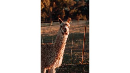 a llama standing in a field next to a fence at Farm Stay at Sheltered Paddock by Tiny Away in Warrenmang