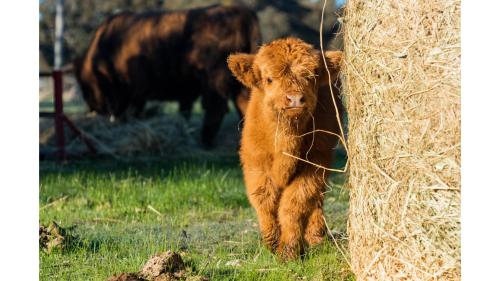 a brown calf is standing next to a bale of hay at Farm Stay at Sheltered Paddock by Tiny Away in Warrenmang
