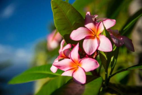 a bunch of pink flowers with green leaves at Grande Maison atypique proche du Maïdo in Saint-Paul