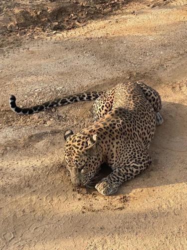 a leopard laying on the ground in the dirt at Tranquil Sanctuary Yala in Tissamaharama