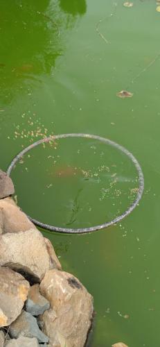 a snake floating in the water in a pond at Seosko domaćinstvo-Nedodjija in Apatin