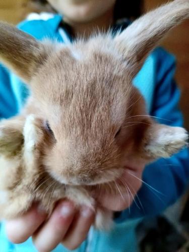 a person holding a small brown and white rabbit at La Casa del Merlo in Rodello