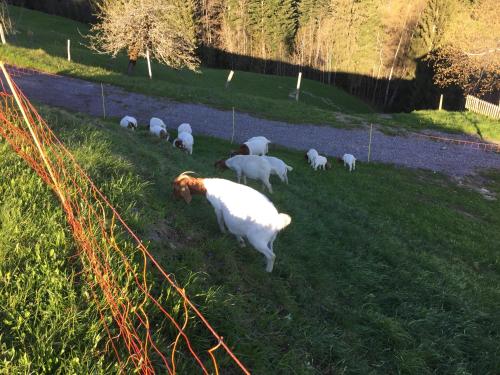 a herd of sheep grazing in a field at Schloss 28 in Hittisau
