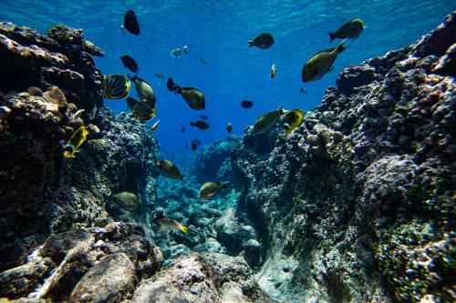 a group of fish on a coral reef at The MAVERICK SURF AND DIVE BOUTIQUE HOTEL - Book 10 Nights and get 1 Free Night - Free Speed Boat Service - Kids Stay Free in Laamu
