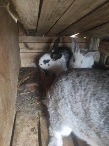 two cats are sleeping in a wooden box at Pensiunea agroturistica Casa Sirca in Boghiş