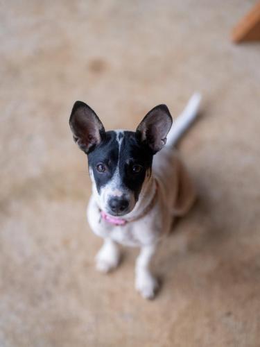 a small black and white dog sitting on the ground at Give Garden Eco ສວນສາຍທານ in Paksong