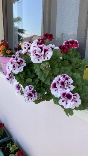 a bunch of flowers sitting on a window sill at Blissful Hostel in Shkodër