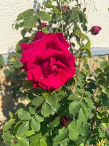 a red rose is on a bush with green leaves at Maison cosy à Moyvillers classée de tourisme 3 étoiles in Moyvillers