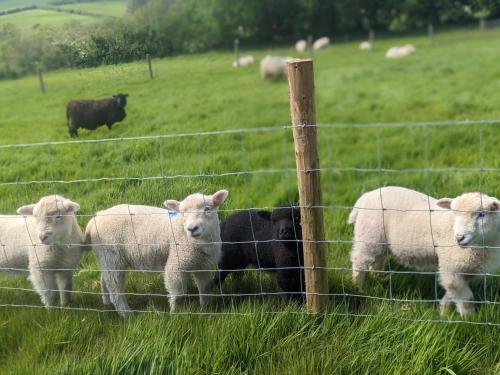 別荘の敷地内または近くにいる動物
