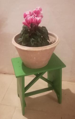 a plant in a bowl on a green stool at Dimora Maltese in Morciano di Leuca