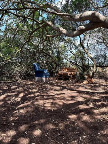 two blue chairs and a table under a tree at Michas caravan for 2 See the herd of horses from your bed in Barão de São João
