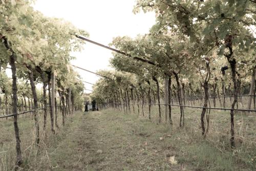 a row of trees in a field next to a fence at Bio Agriturismo Falezze in Illasi