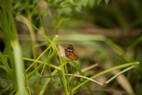 a butterfly sitting on a plant in the grass at HOTEL LA SELVA Reserva in La Vega