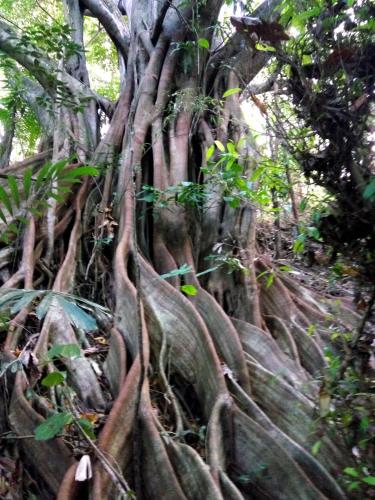 a large tree with its roots in the jungle at Paseo Del Mar Seaside Inn in Jagna