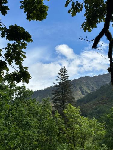a tree in the middle of a valley at River Room in Bicas