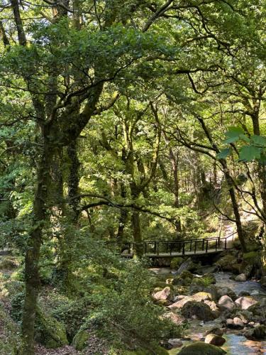 a forest with a bridge over a stream with trees at River Room in Bicas