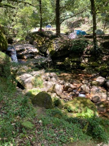 a stream of rocks and trees in a forest at River Room in Bicas