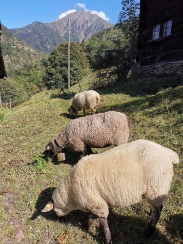 three sheep grazing in the grass in a field at Hockmatte in Grengiols