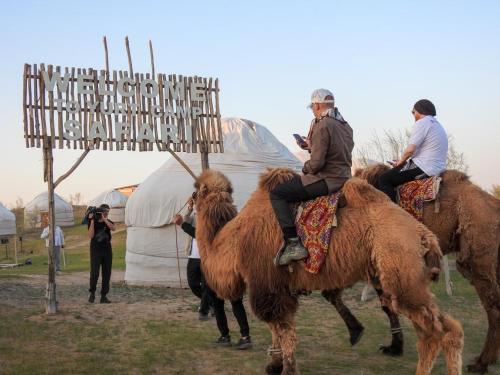 a group of people riding on the backs of camel at GOLDEN Safari YURT CAMP in Elʼtay