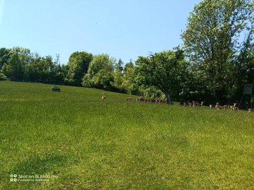a group of animals grazing in a field of grass at Tengs in Triboltingen