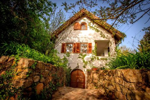 Wild Grape - Vadszőlő