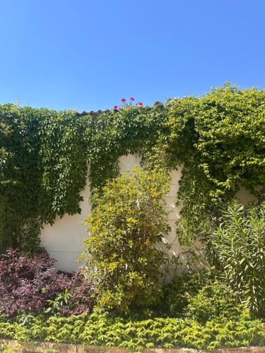 a building covered in ivy with plants on it at Pizzighettone Residenza La Corte in Pizzighettone