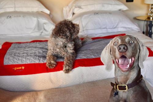 a brown dog is sitting on a bed at Be Vedetta - Relais & Glamping - Adult Only in Scarlino