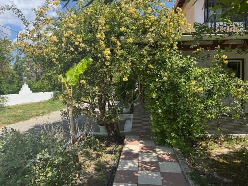 a tree with yellow flowers on the side of a house at Koala Place in Vasiliki