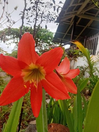 a red flower in front of a building at Eco lodge finca magdalena in Altagracia