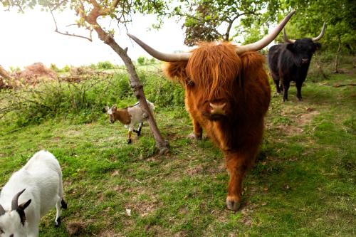 a brown cow with horns walking on a field at Au pied du frêne in Herzeele