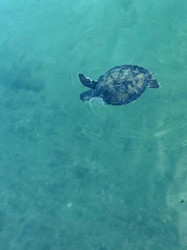 ゲストハウスの敷地内または近くにいる動物