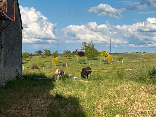 deux chevaux paissant dans un champ d’herbe dans l'établissement Studio des Maronniers, à Vindelle