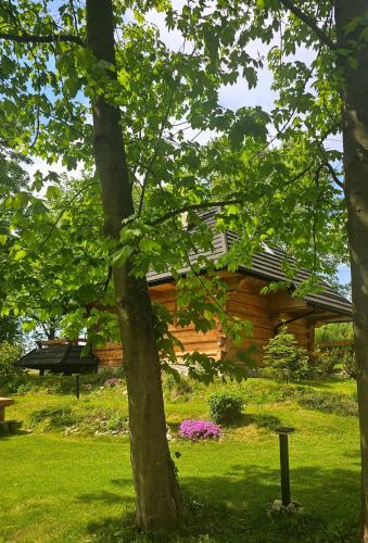 a log cabin with a tree in the grass at Osada Sudecka in Lądek-Zdrój
