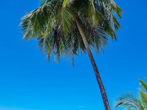 two palm trees with the sky in the background at Casita Ola N en Caribe Sur in Talamanca