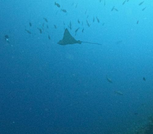 a group of fish swimming in the ocean at Amoryg Resort and Dive Raja Ampat in Pulau Mansuar