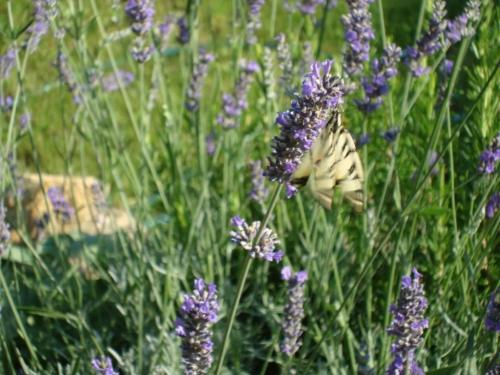 a butterfly sitting in a field of purple flowers at Penelope in Marliana