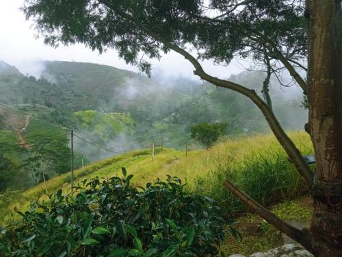 a misty mountain with a tree on a hill at Hakgala Mount Paradise in Nuwara Eliya