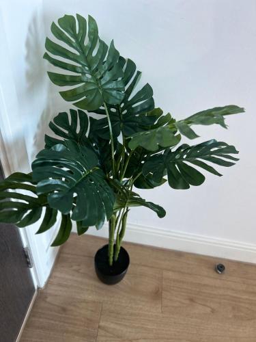 a green plant in a black pot on the floor at Manchester Central - Modern Apartment - Free Parking in Manchester
