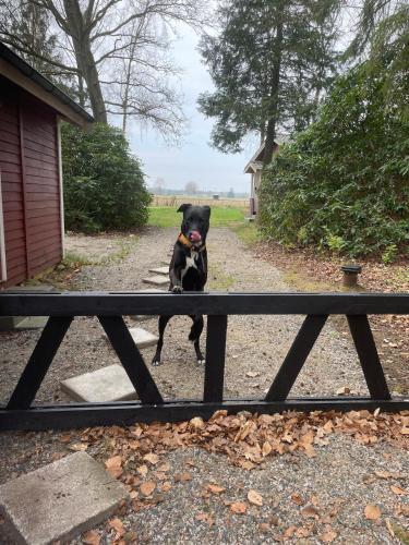 a black dog sitting on top of a picnic table at Cabin outside Sösdala in Sösdala