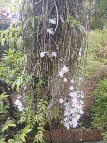 a plant with white flowers in a garden at SWEET PARADISE STUDIO à 10 mn du centre en voiture in Fort-de-France