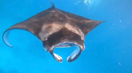 a stingray swimming in the water at Ocean Pearl in Gulhi