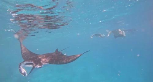a group of people swimming in the water with a whale shark at Ocean Pearl in Gulhi