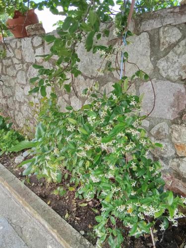 a plant in a garden next to a stone wall at Sofias Studio in Koroni