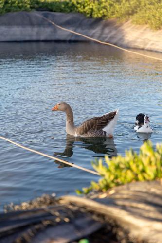 two ducks swimming on a lake with at Peaceful Family Villa on a Farm with Private Pool and Stunning Mountain Views in Agadir