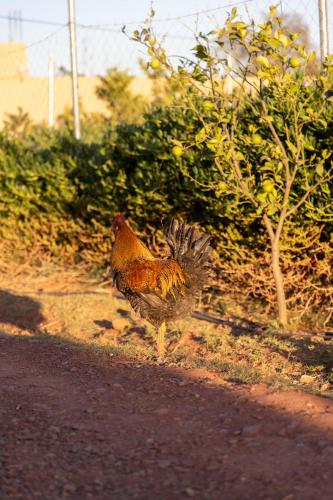 a chicken walking on the side of the road at Peaceful Family Villa on a Farm with Private Pool and Stunning Mountain Views in Agadir