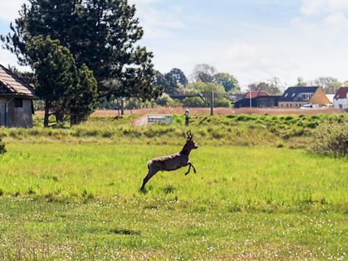 a gazelle running in a field of grass at Holiday home Karrebæksminde LIII in Karrebæksminde