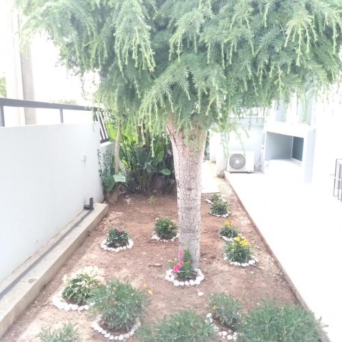 a palm tree in a yard with plants at Residenza Botticelli in Lecce